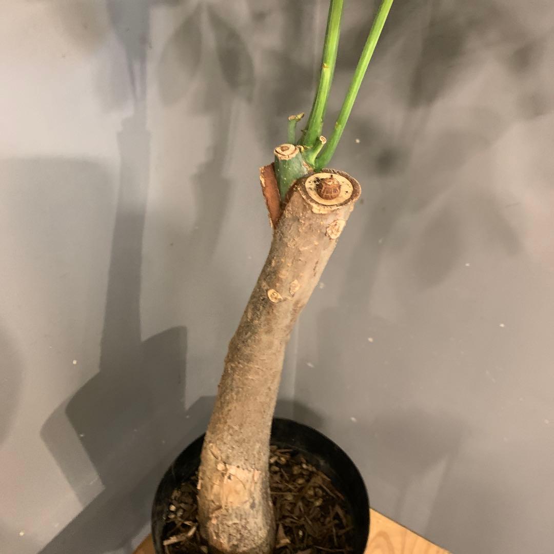 パキラ ミルキーウェイ 5号 2