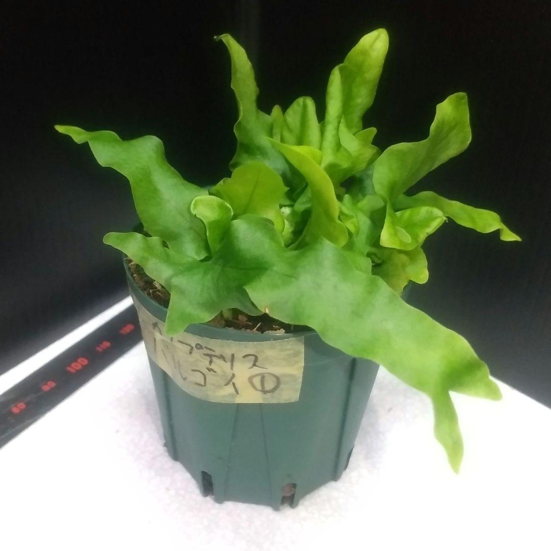 ① レカノプテリス バルゴイ ノーススラウェシ