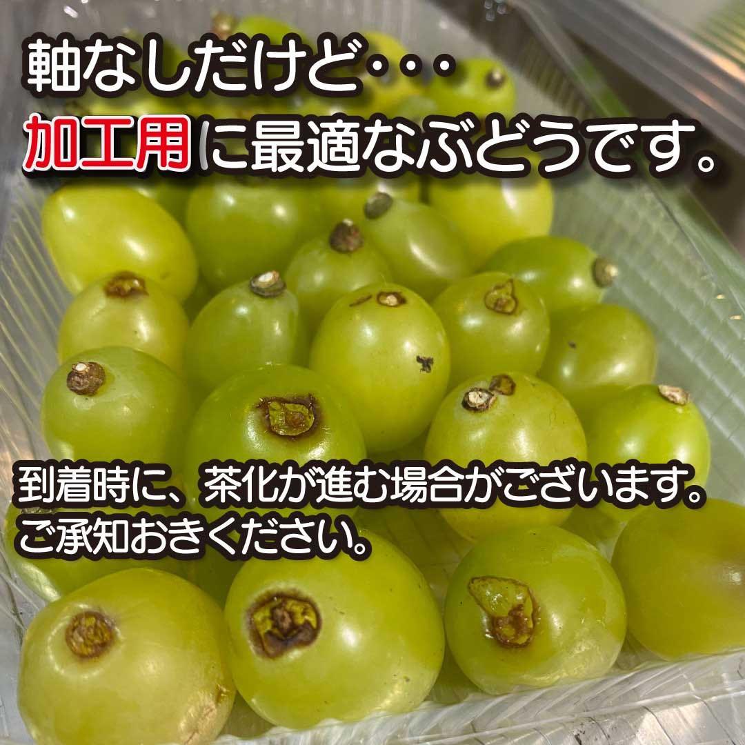 長野県産　【産地直産】　シャインマスカット　粒　超訳あり　10kg 完全加工向き