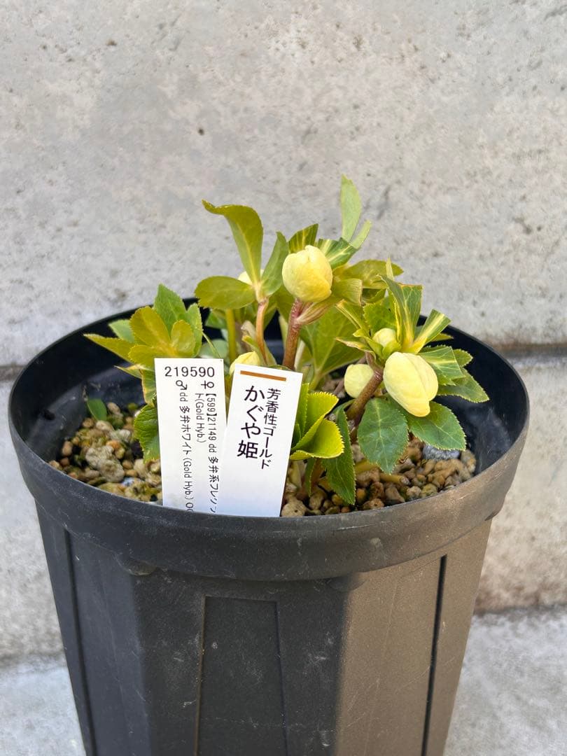 多弁系かぐや姫　加藤農園　クリスマスローズ