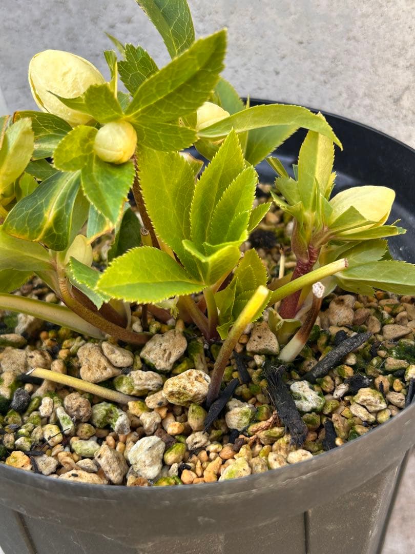 多弁系かぐや姫　加藤農園　クリスマスローズ