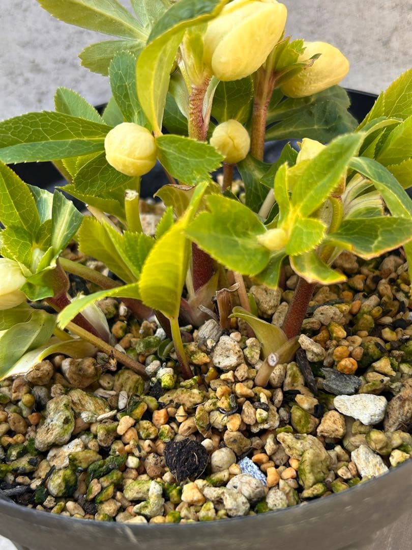 多弁系かぐや姫　加藤農園　クリスマスローズ