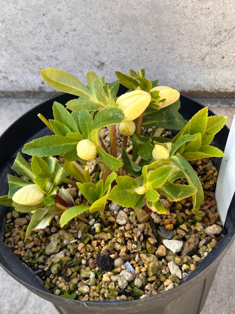 多弁系かぐや姫　加藤農園　クリスマスローズ