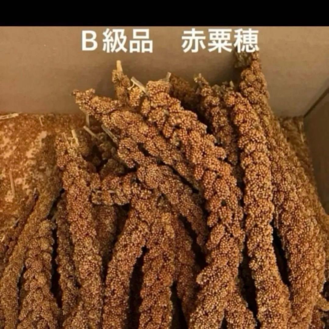 フランス産　赤粟穂　粟穂