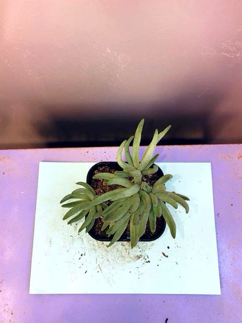 《2.5号B》チレコドン ペアルソニー　白象