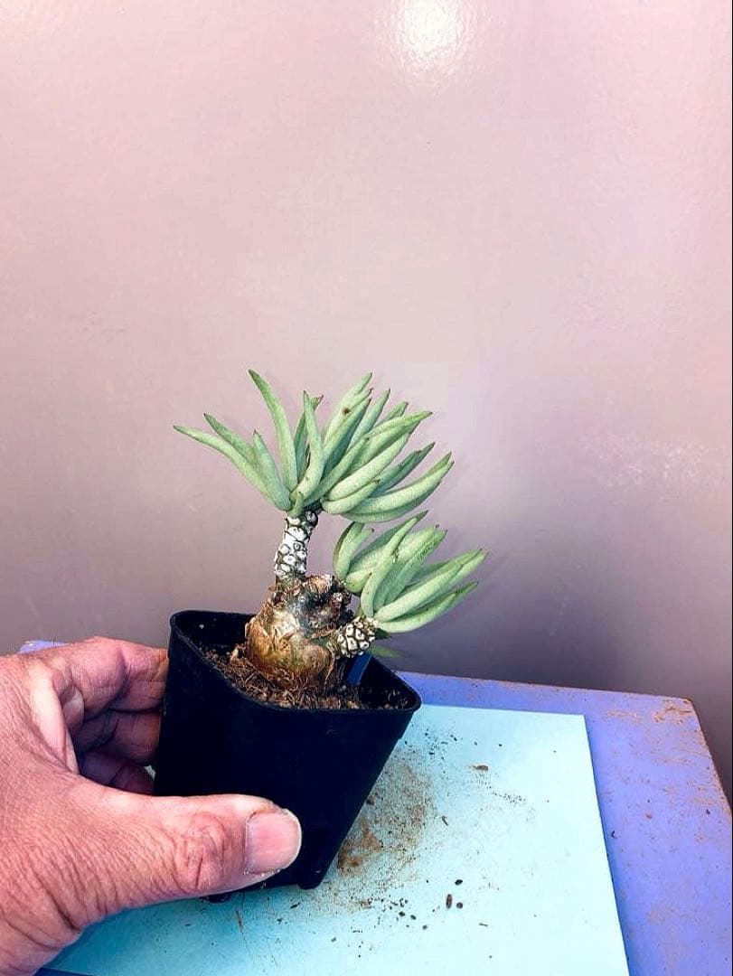 《2.5号B》チレコドン ペアルソニー　白象