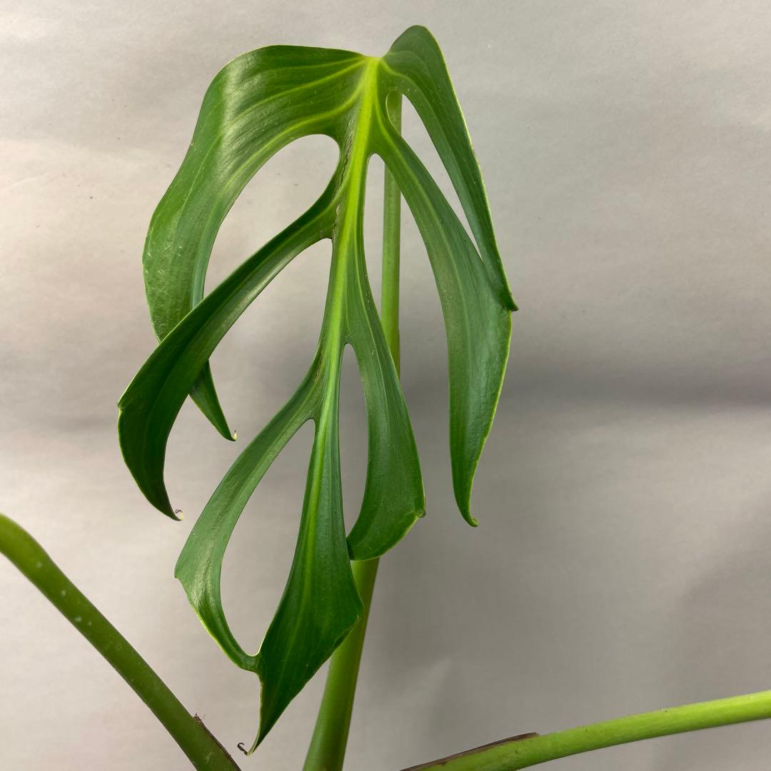 T*I様 a05モンステラ バールマルクスフレーム