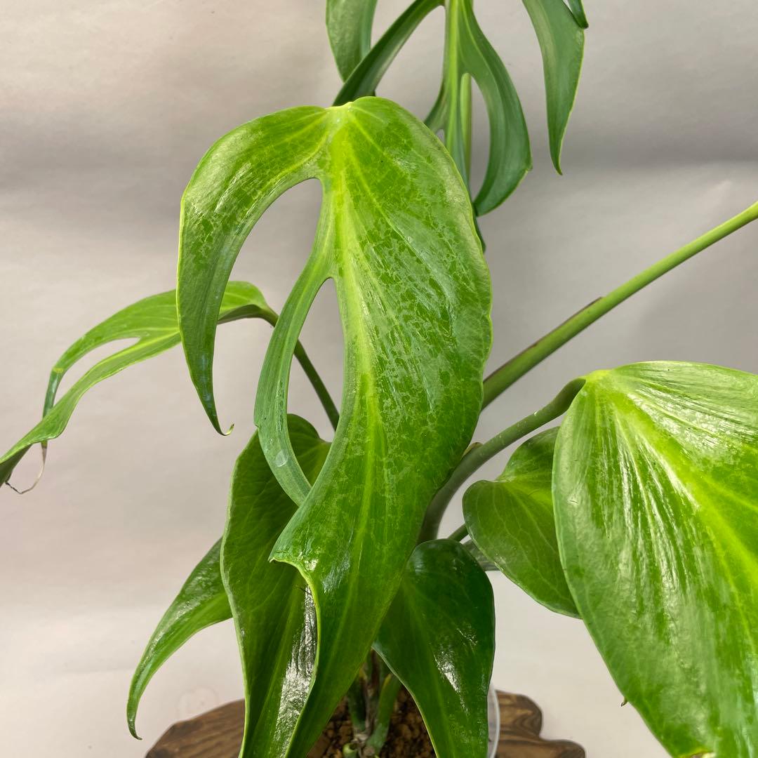 T*I様 a05モンステラ バールマルクスフレーム