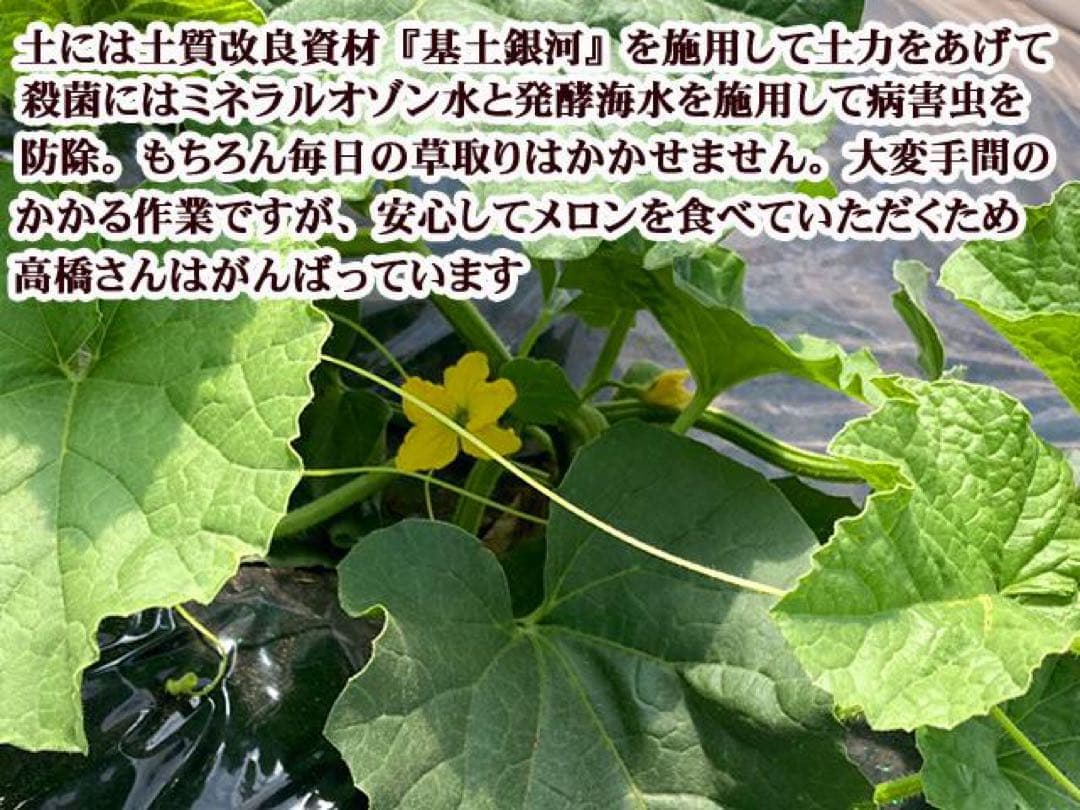 訳あり自然栽培ぎんがメロン10kg満杯詰め