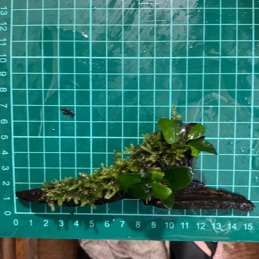 【第四種郵便】良型！ジャワモス活着ブセ2種付流木とG南米プチ