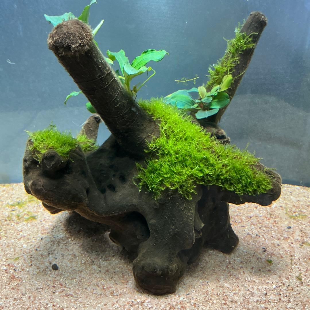 【第四種郵便】良型！ジャワモス活着ブセ2種付流木とG南米プチ