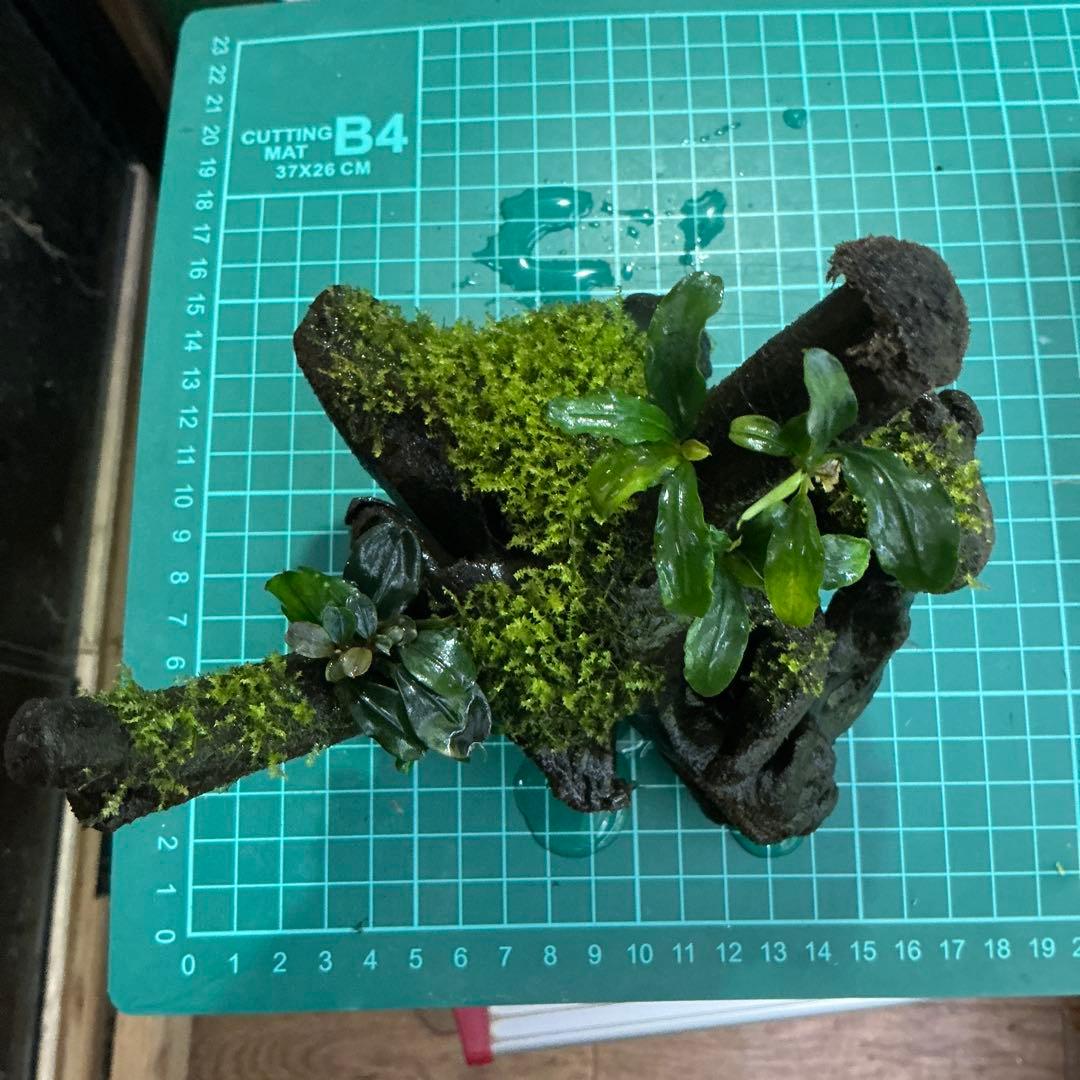 【第四種郵便】良型！ジャワモス活着ブセ2種付流木とG南米プチ