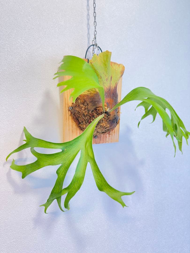 Green Nook　ビカクシダP. Flamenco