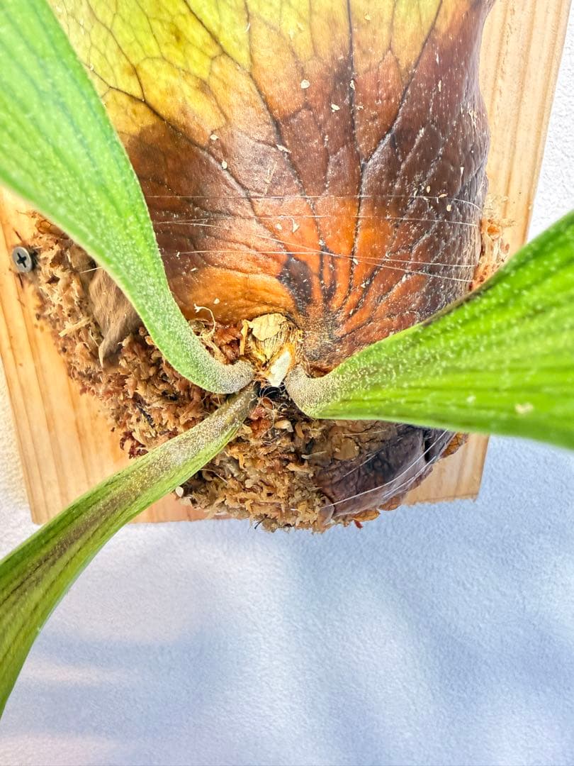 Green Nook　ビカクシダP. Flamenco