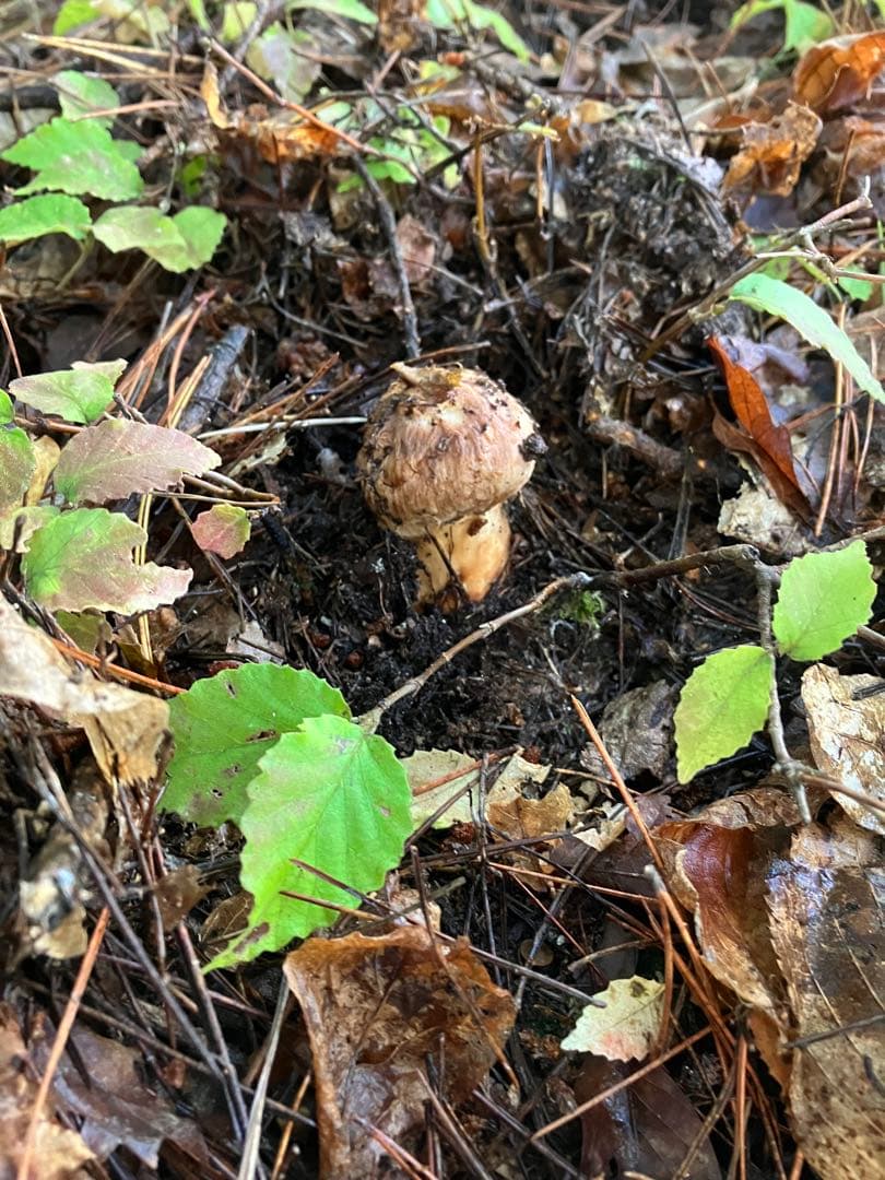 信州伊那の松茸