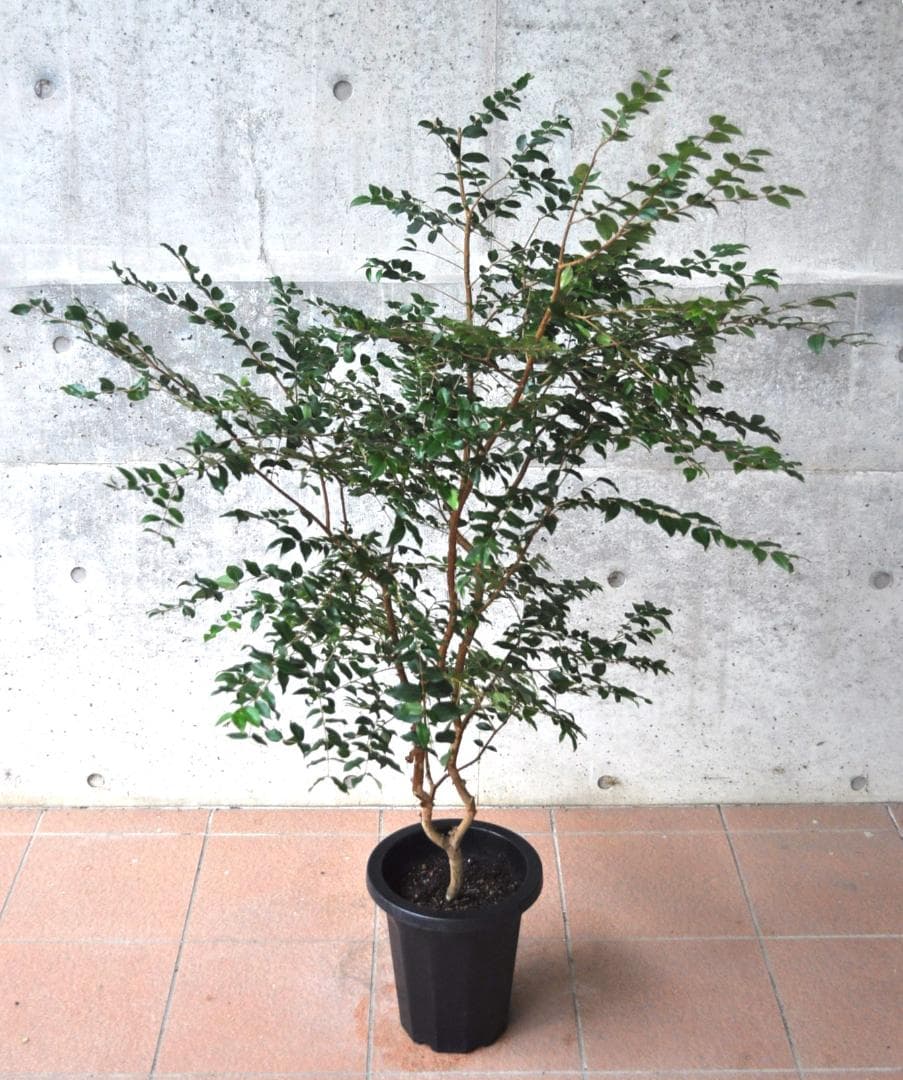 ジャボチカバ 小葉 8号140cm