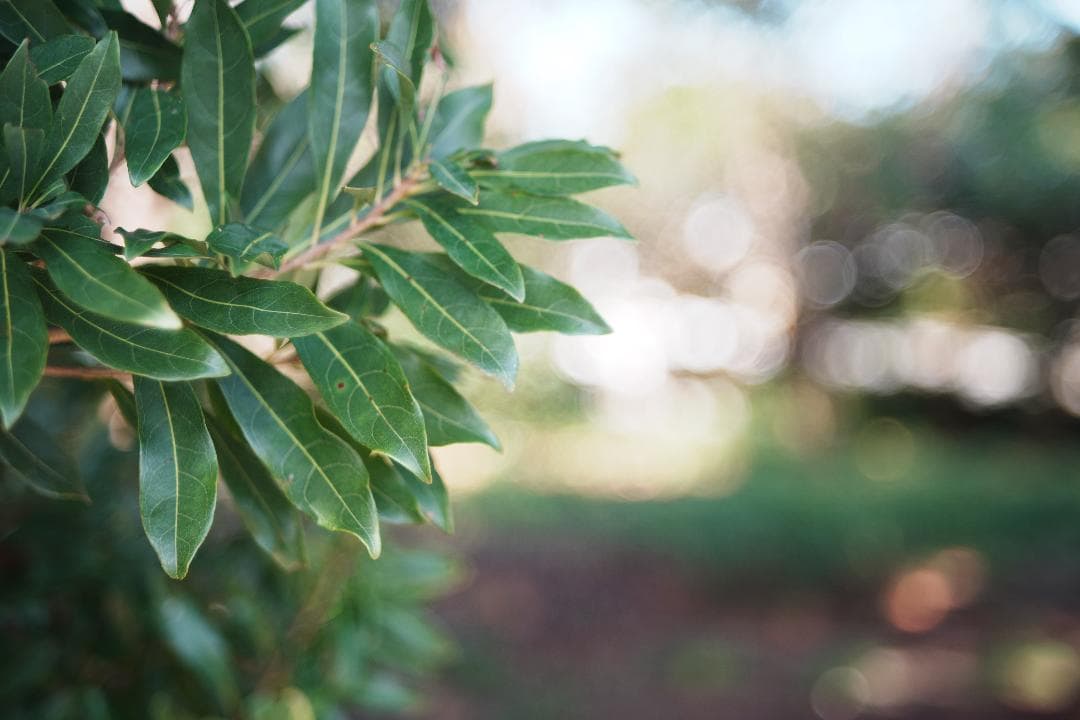 泡のようなボケで日常に彩り FUJINON 55mm F2.2 666
