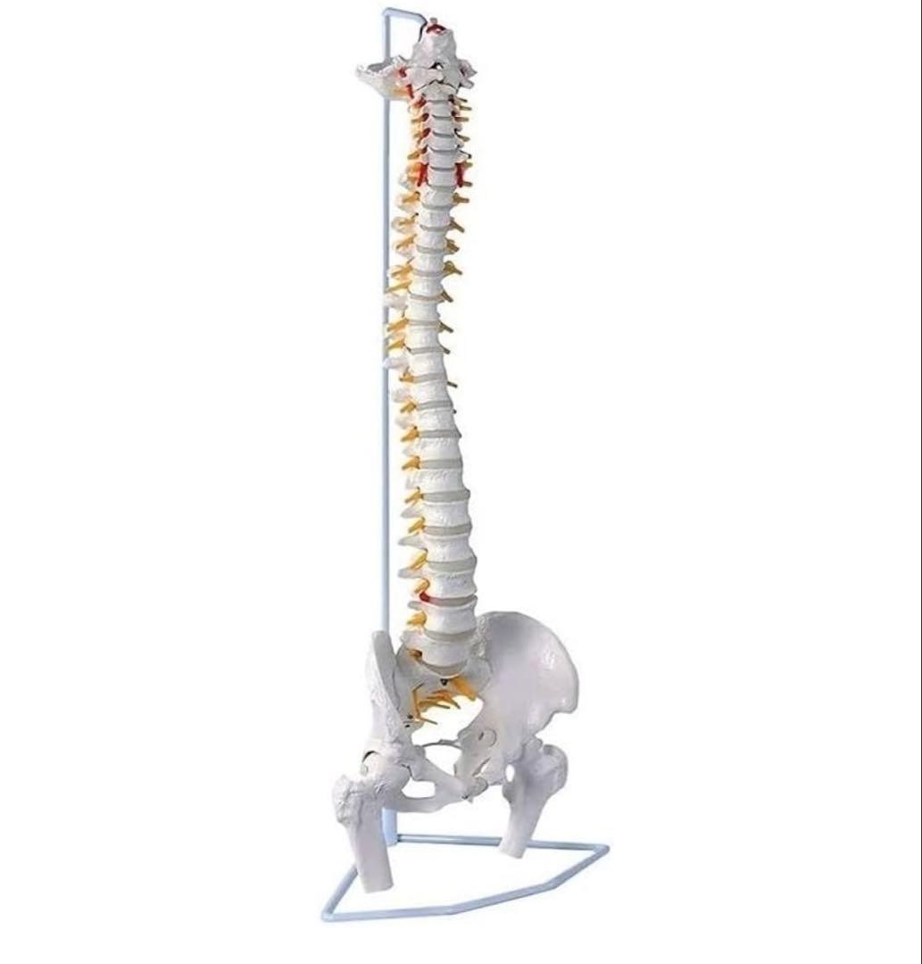 骨格模型　脊椎　背骨