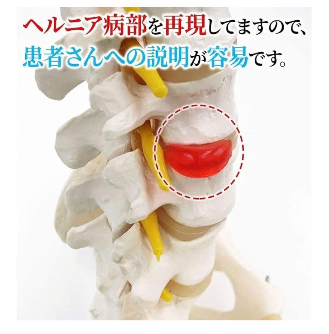 骨格模型　脊椎　背骨