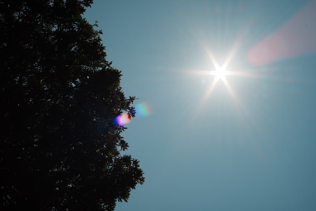 整備済 Carl Zeiss Planar 50mm F1.4 AEJ 356