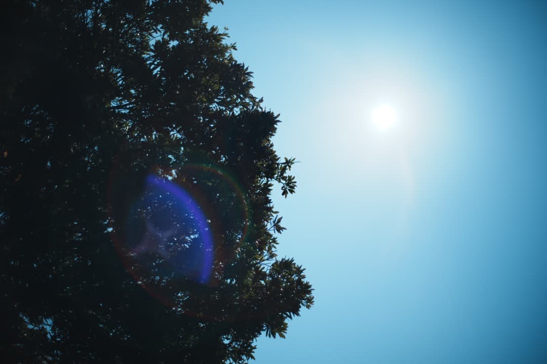 整備済 Carl Zeiss Planar 50mm F1.4 AEJ 356