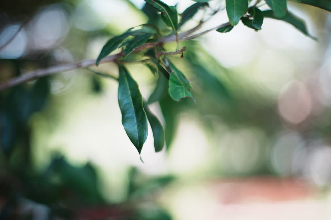 整備済 Carl Zeiss Planar 50mm F1.4 AEJ 356