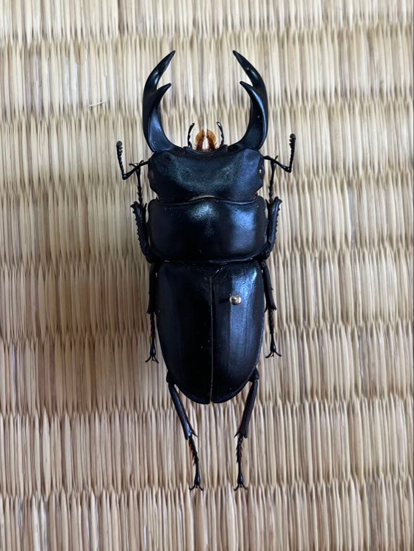 おるなーたMHHC　オオクワガタ　F0 材割成虫59㎜　美形コン2位個体