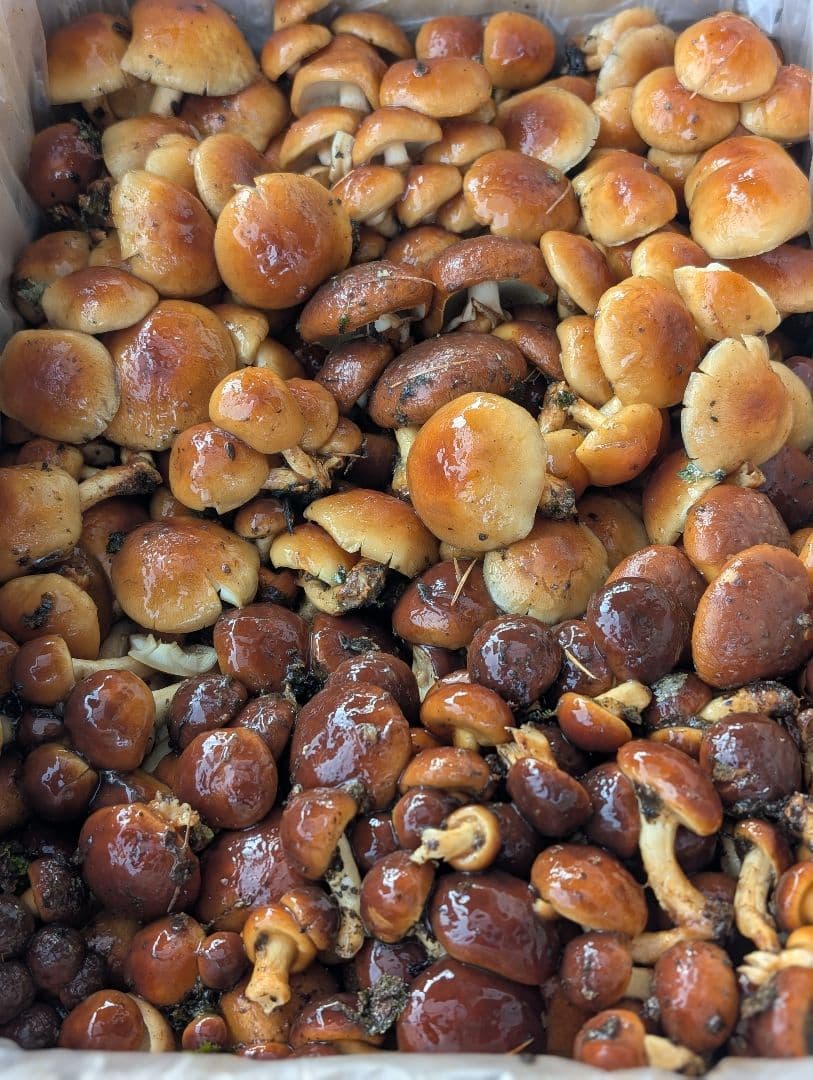 11/20採れ天然なめこ 3キロ