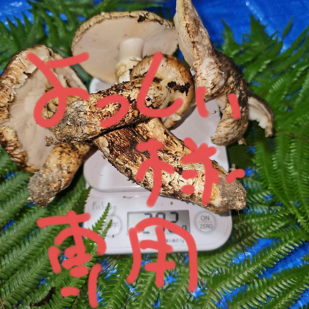 広島県産 松茸 292g　よっしぃさま専用