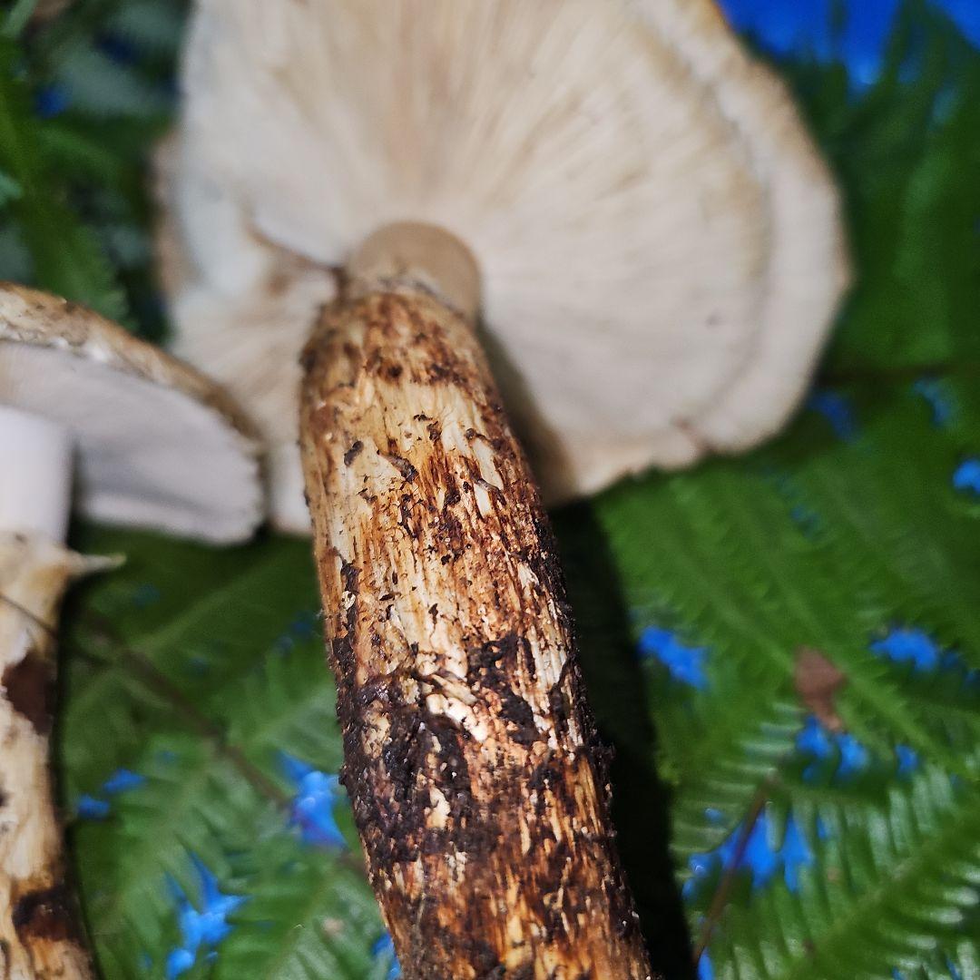 広島県産 松茸 292g　よっしぃさま専用