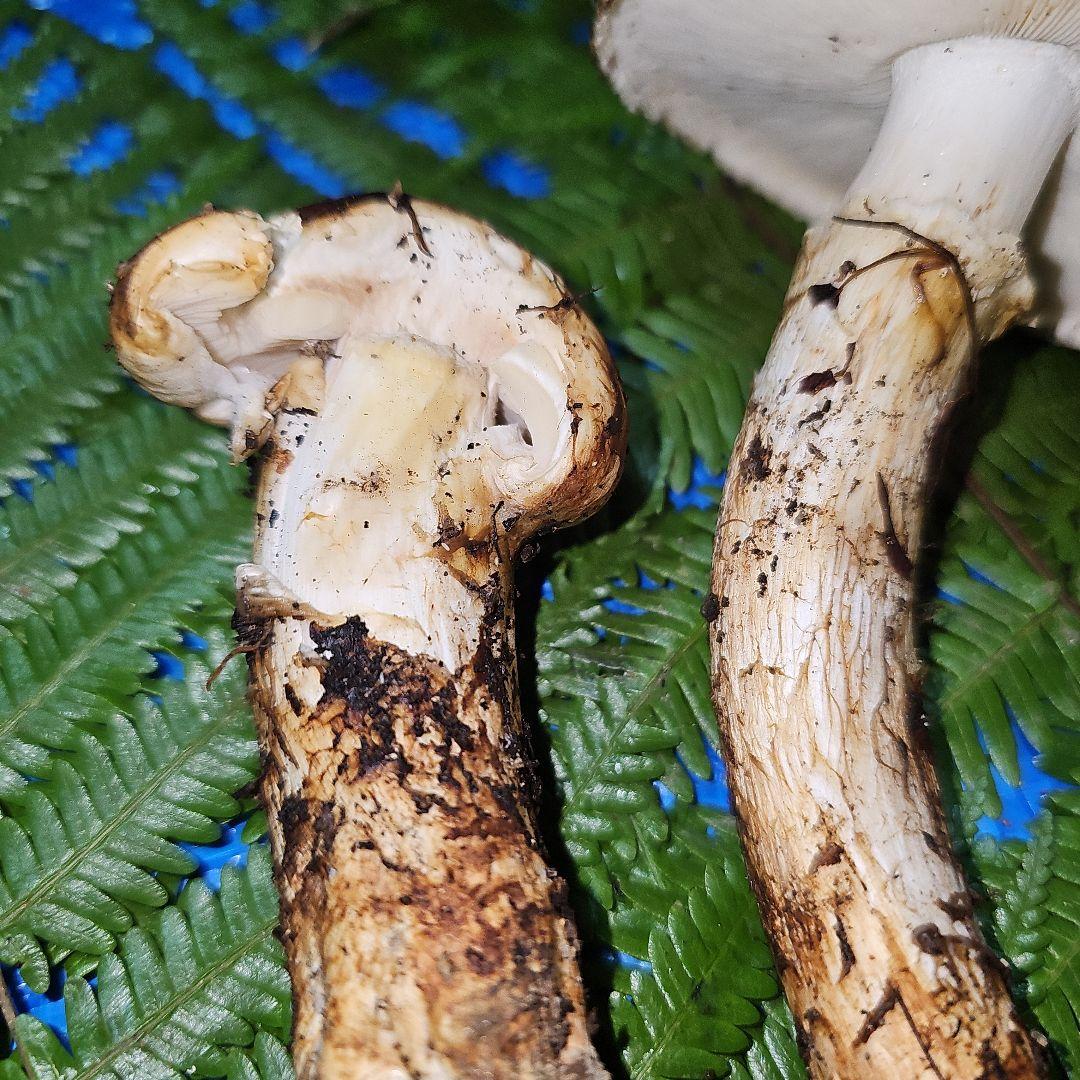 広島県産 松茸 292g　よっしぃさま専用