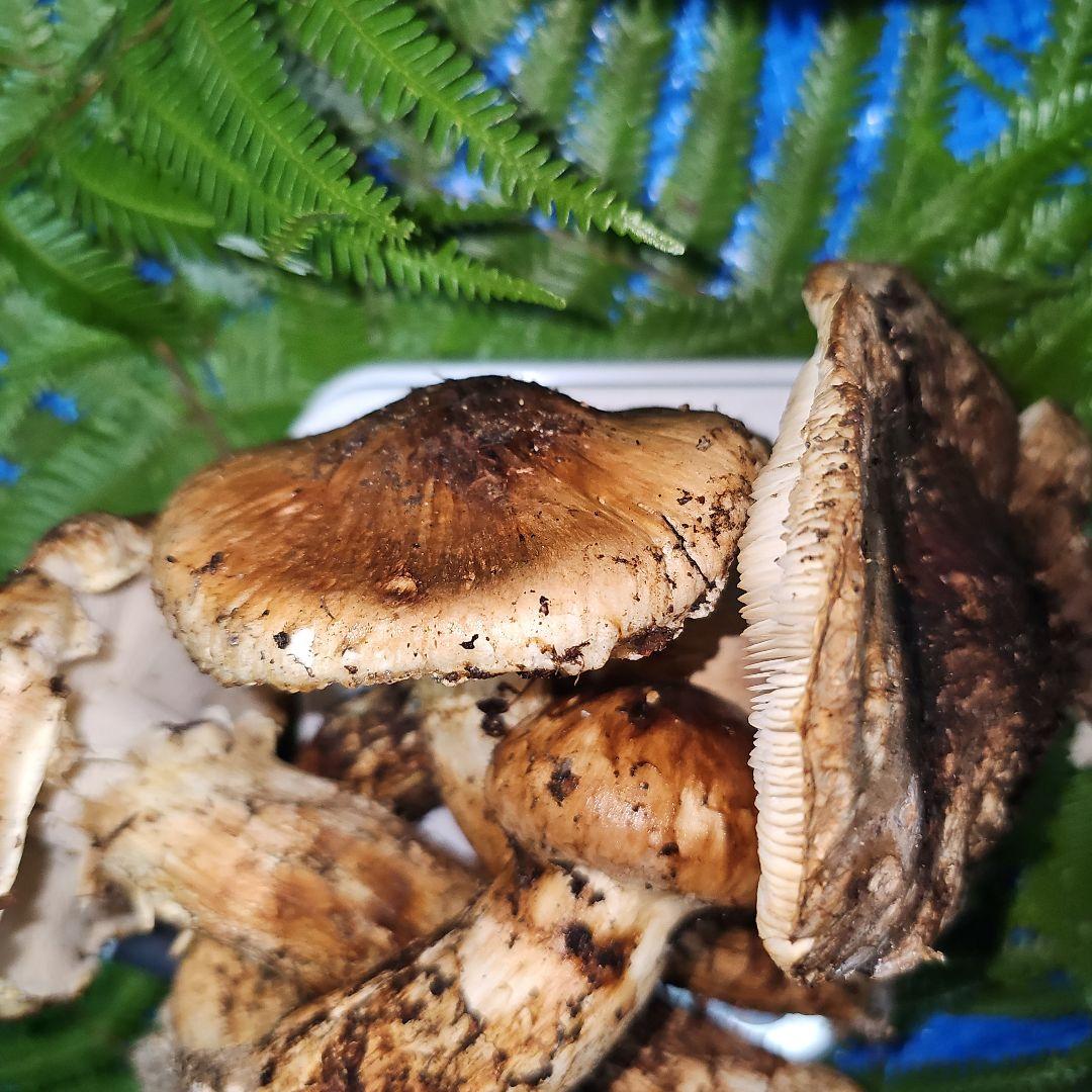 広島県産 松茸 292g　よっしぃさま専用