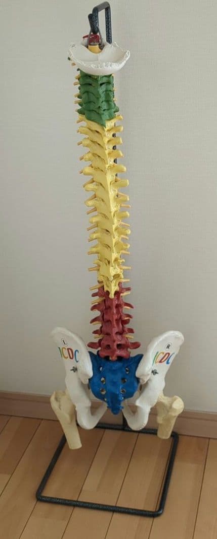 骨格模型　脊柱　骨盤　スタンド付き　カイロ　整体　接骨鍼灸院　背骨　色付き