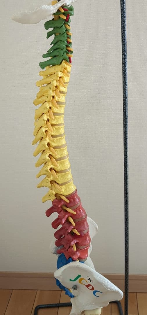 骨格模型　脊柱　骨盤　スタンド付き　カイロ　整体　接骨鍼灸院　背骨　色付き