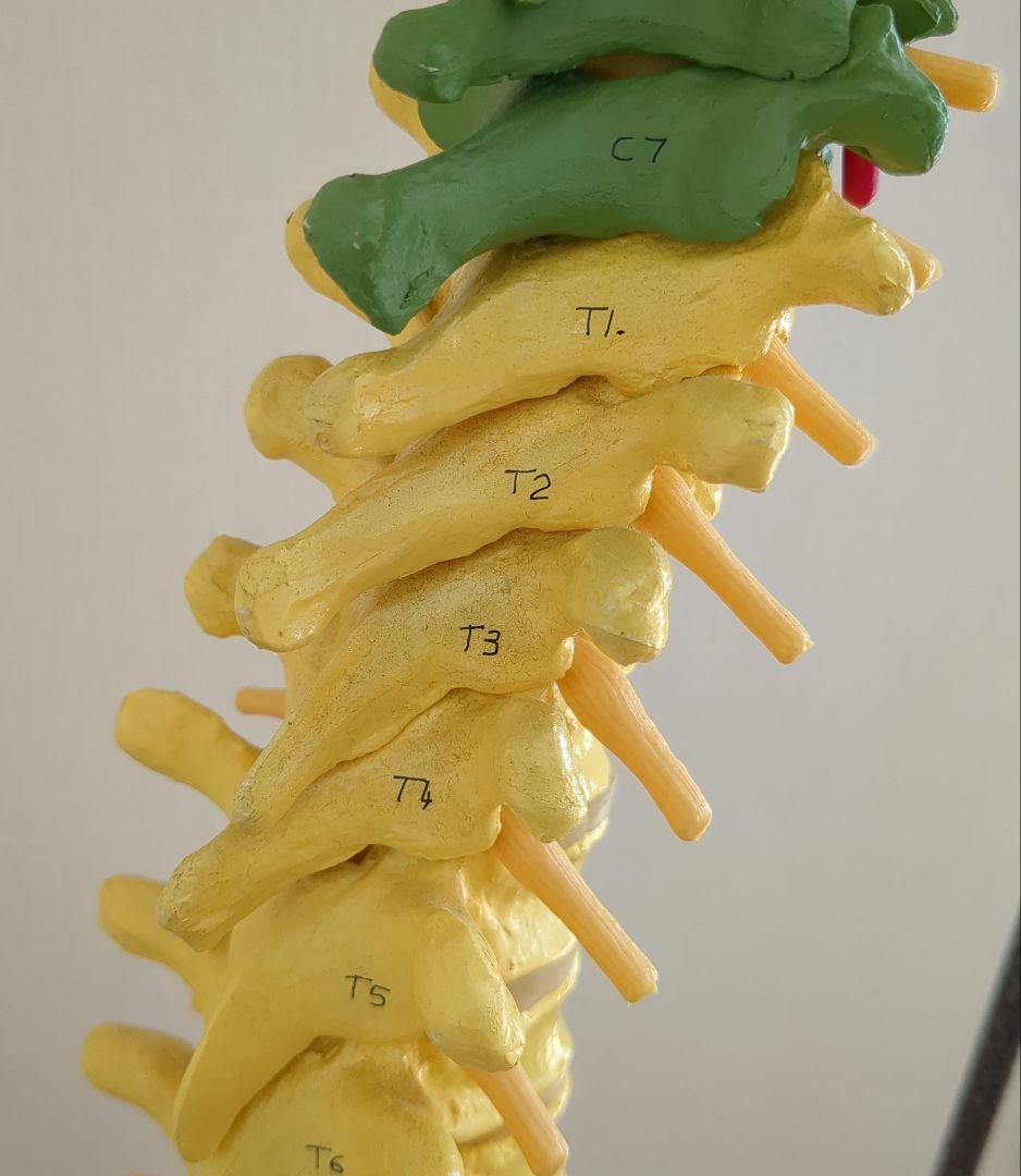 骨格模型　脊柱　骨盤　スタンド付き　カイロ　整体　接骨鍼灸院　背骨　色付き