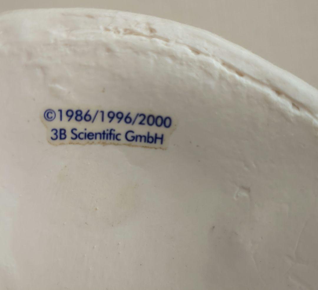 骨格模型　脊柱　骨盤　スタンド付き　カイロ　整体　接骨鍼灸院　背骨　色付き