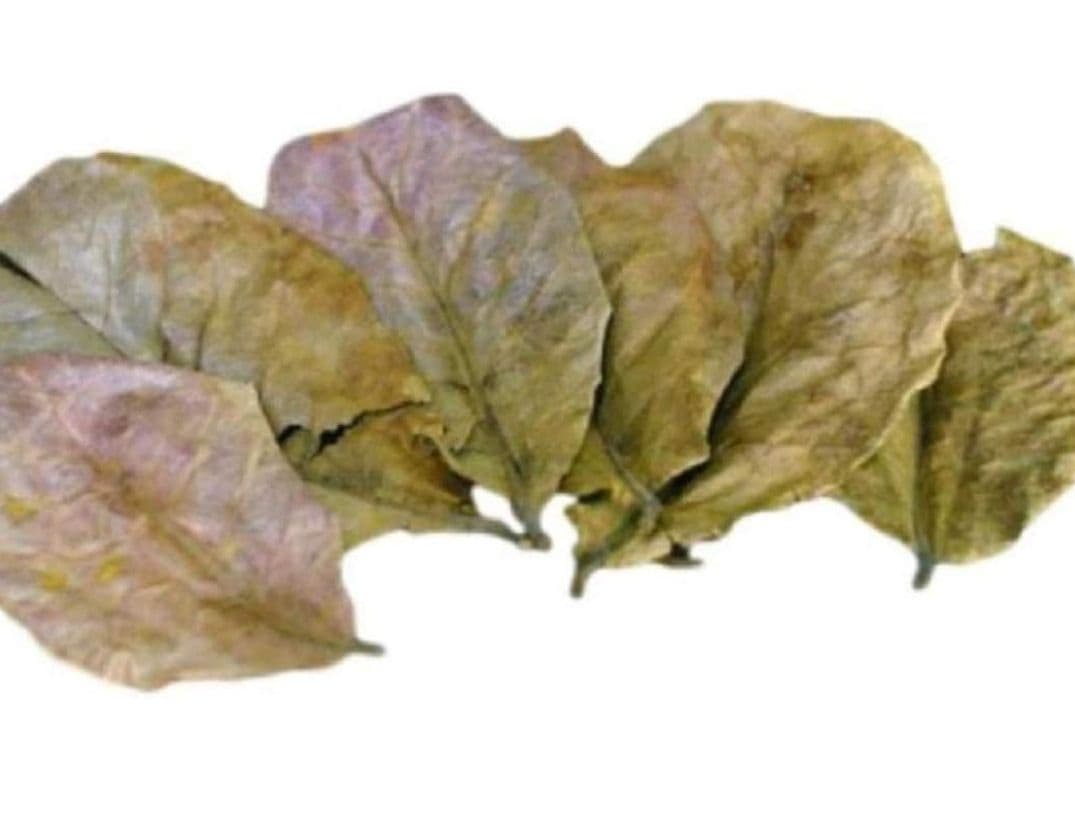 大小様々　無農薬マジックリーフ　天然ももたまな葉　　枚