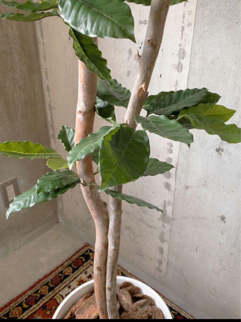 光触媒　人工観葉植物　ウォールグリーン　フェイクグリーン　コーヒーの木g@'t