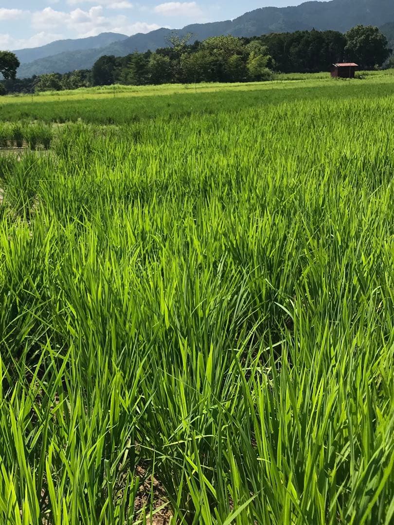 Natural farming 自然栽培米 セカンドブレイン腸脳相関 第2の脳