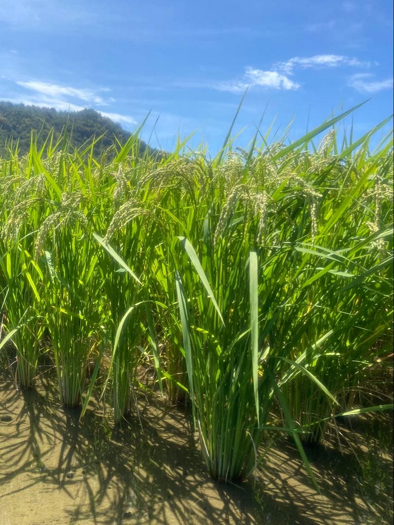 Natural farming 自然栽培米 セカンドブレイン腸脳相関 第2の脳