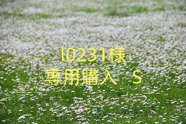 l0231購入 S