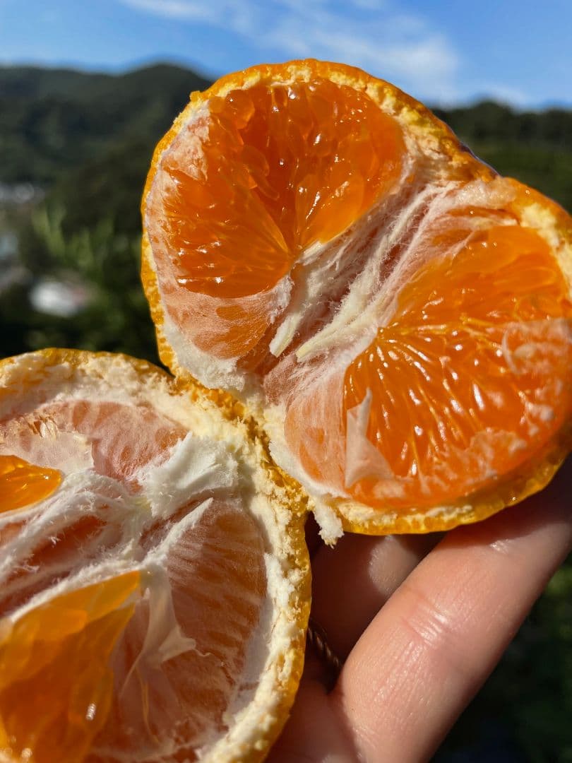 ※saki　和歌山県由良町　ゆら早生　秀品10kg