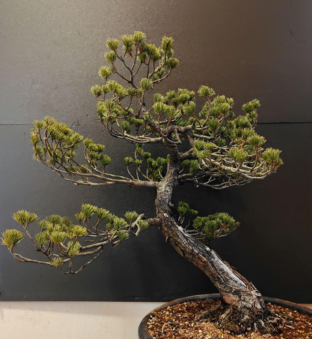訳あり品！瑞祥五葉松盆栽！