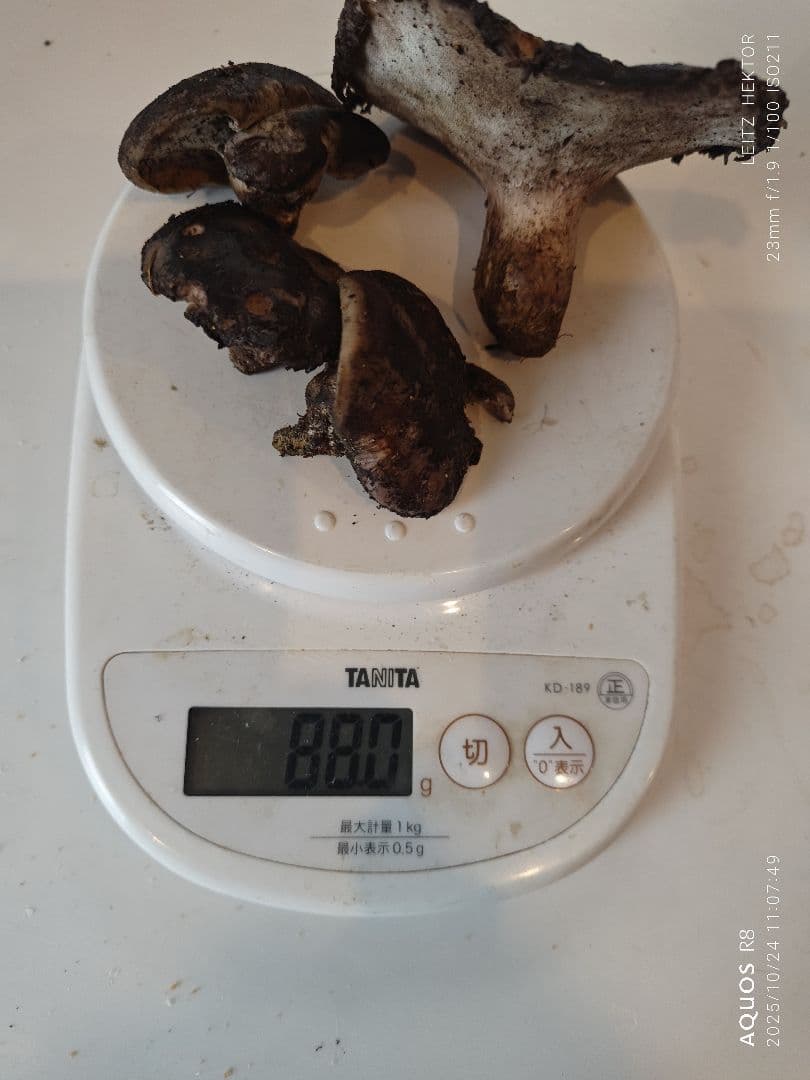 信州産　松茸　クロカワ茸セット！