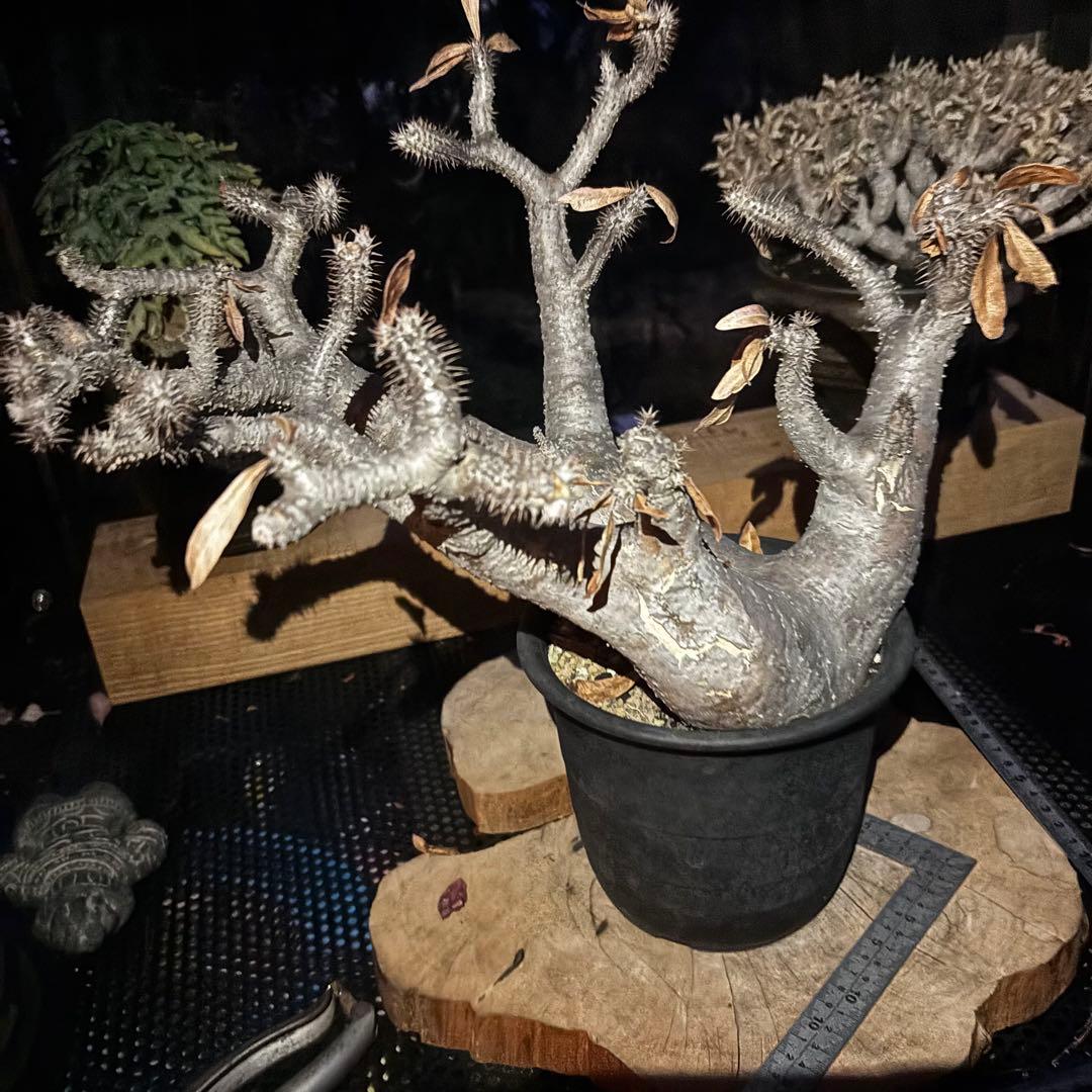 短期間限定超特価！長期管理株 大株 パキポディウム マカイエンセ 魔界玉 現地株