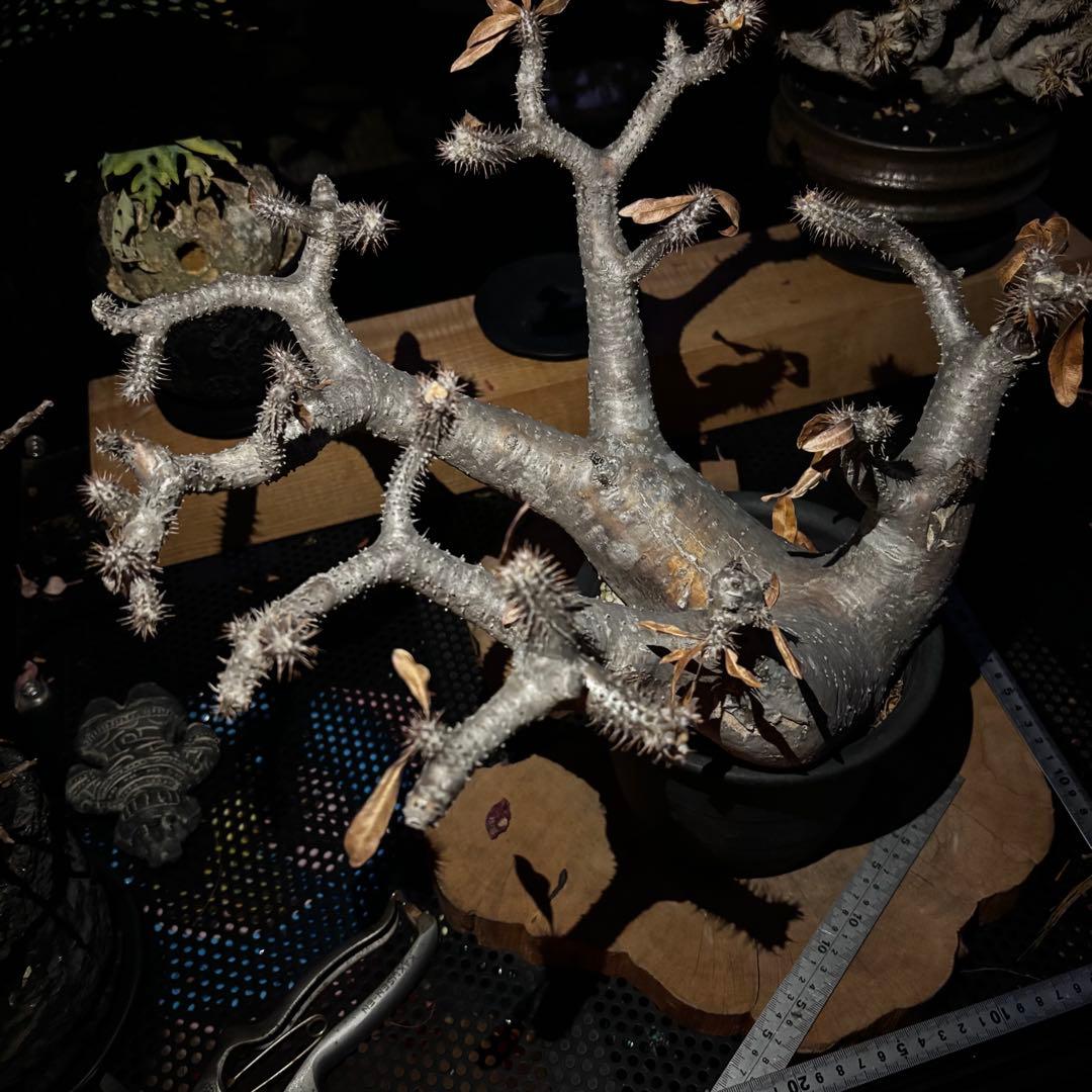 短期間限定超特価！長期管理株 大株 パキポディウム マカイエンセ 魔界玉 現地株