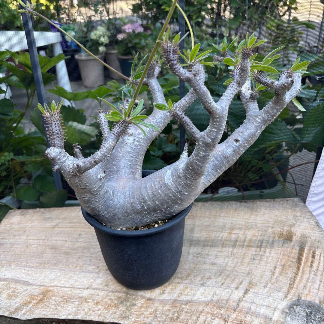 短期間限定超特価！長期管理株 大株 パキポディウム マカイエンセ 魔界玉 現地株