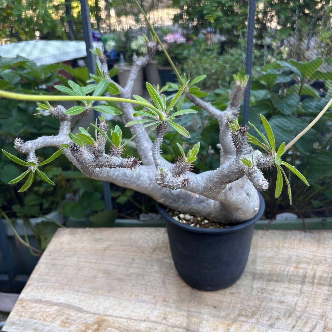 短期間限定超特価！長期管理株 大株 パキポディウム マカイエンセ 魔界玉 現地株