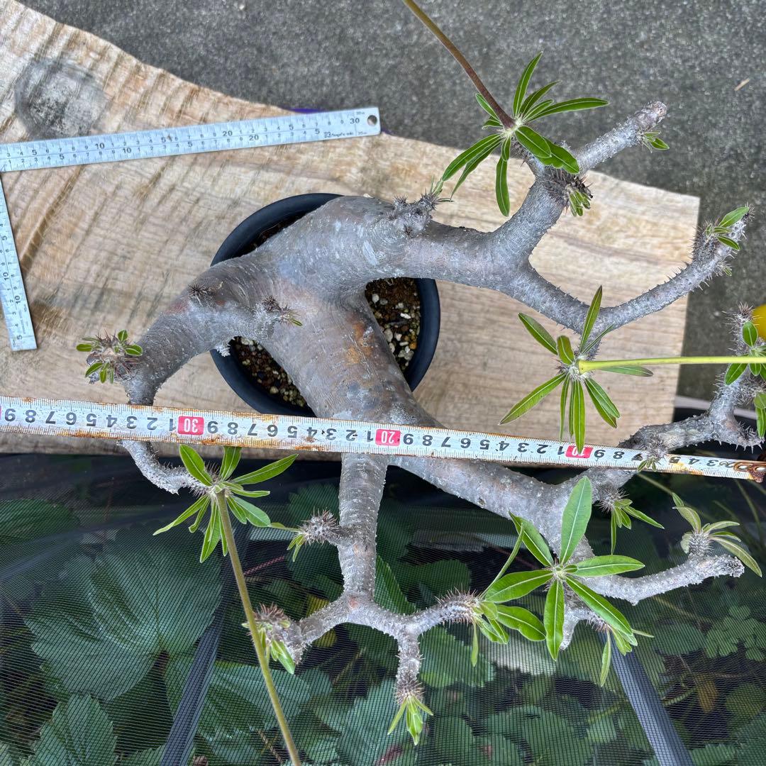 短期間限定超特価！長期管理株 大株 パキポディウム マカイエンセ 魔界玉 現地株