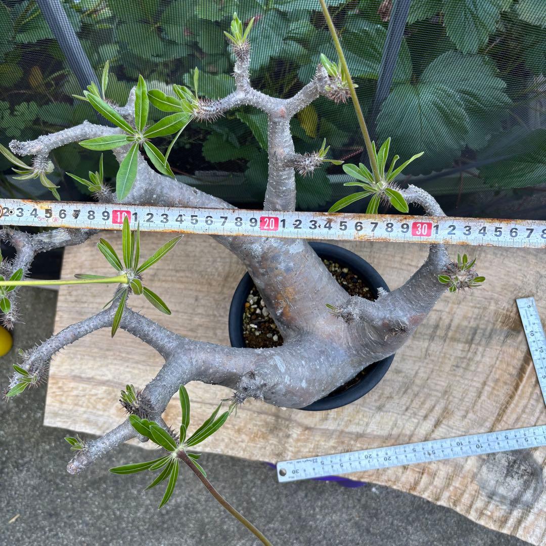 短期間限定超特価！長期管理株 大株 パキポディウム マカイエンセ 魔界玉 現地株